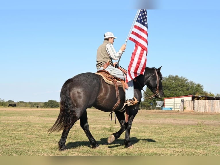 American Quarter Horse Castrone 9 Anni 160 cm Roano blu in Waco TX