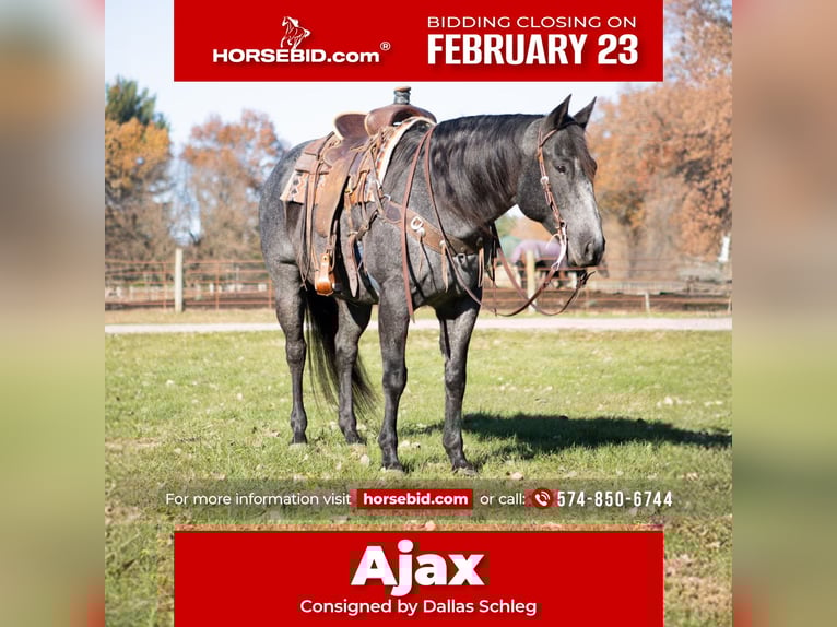 American Quarter Horse Castrone 9 Anni 160 cm Roano blu in North Judson