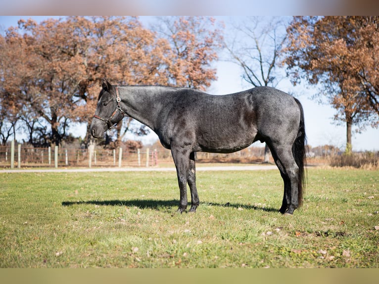 American Quarter Horse Castrone 9 Anni 160 cm Roano blu in North Judson