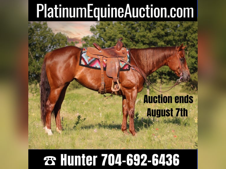 American Quarter Horse Castrone 9 Anni 160 cm Roano rosso in Madill Ok