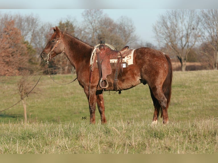 American Quarter Horse Castrone 9 Anni 160 cm Roano rosso in Verona