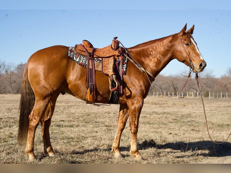 American Quarter Horse Castrone 9 Anni 160 cm Sauro ciliegia in Valley Springs, SD