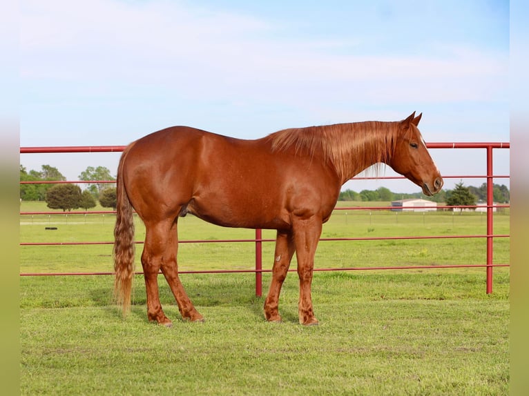 American Quarter Horse Castrone 9 Anni 160 cm Sauro ciliegia in Grand Saline, TX