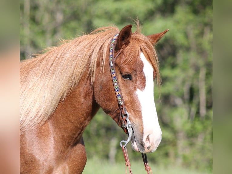 American Quarter Horse Castrone 9 Anni 160 cm Sauro ciliegia in Somerset KY