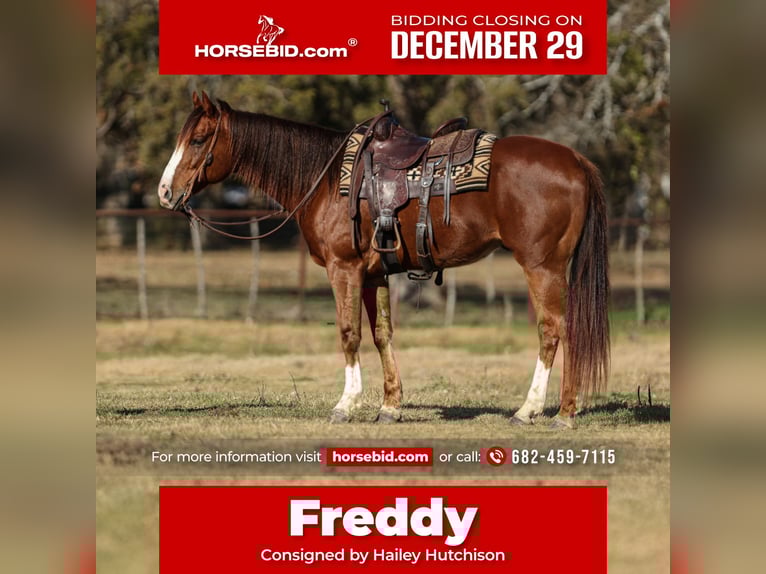 American Quarter Horse Castrone 9 Anni 160 cm Sauro scuro in Joshua