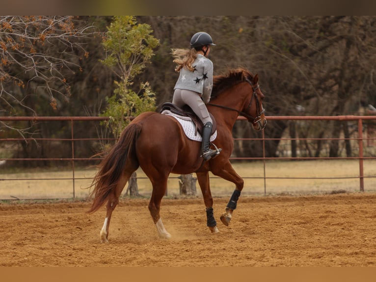 American Quarter Horse Castrone 9 Anni 160 cm Sauro scuro in Joshua