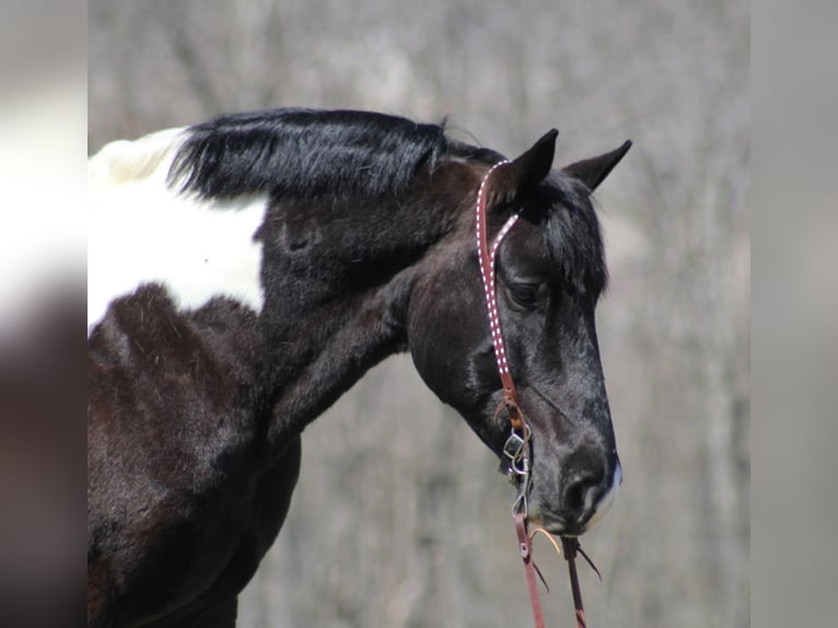 American Quarter Horse Castrone 9 Anni 160 cm Tobiano-tutti i colori in Brodhead Ky