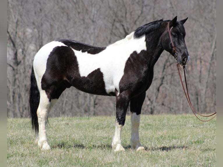 American Quarter Horse Castrone 9 Anni 160 cm Tobiano-tutti i colori in Brodhead Ky