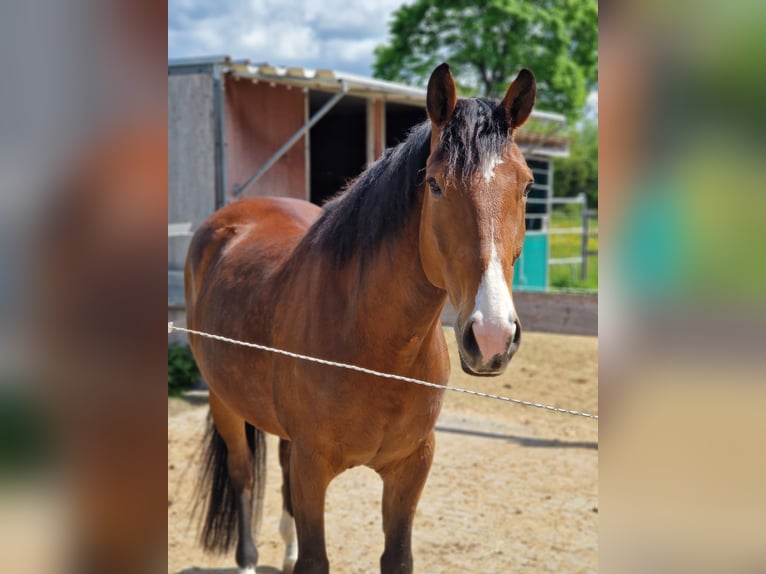 American Quarter Horse Castrone 9 Anni 161 cm Baio in Titisee-Neustadt