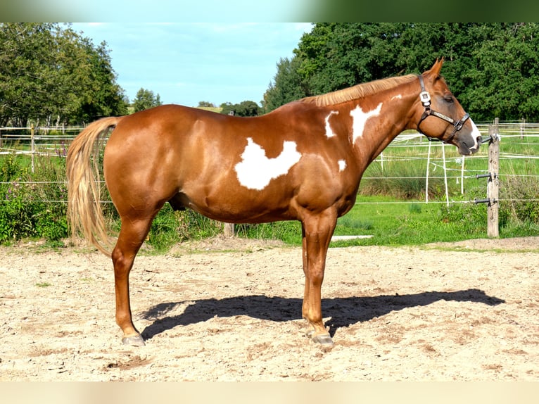 American Quarter Horse Castrone 9 Anni 161 cm Overo-tutti i colori in Langenzenn