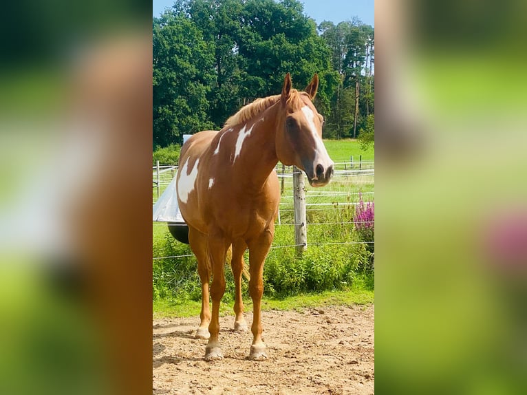 American Quarter Horse Castrone 9 Anni 161 cm Overo-tutti i colori in Langenzenn