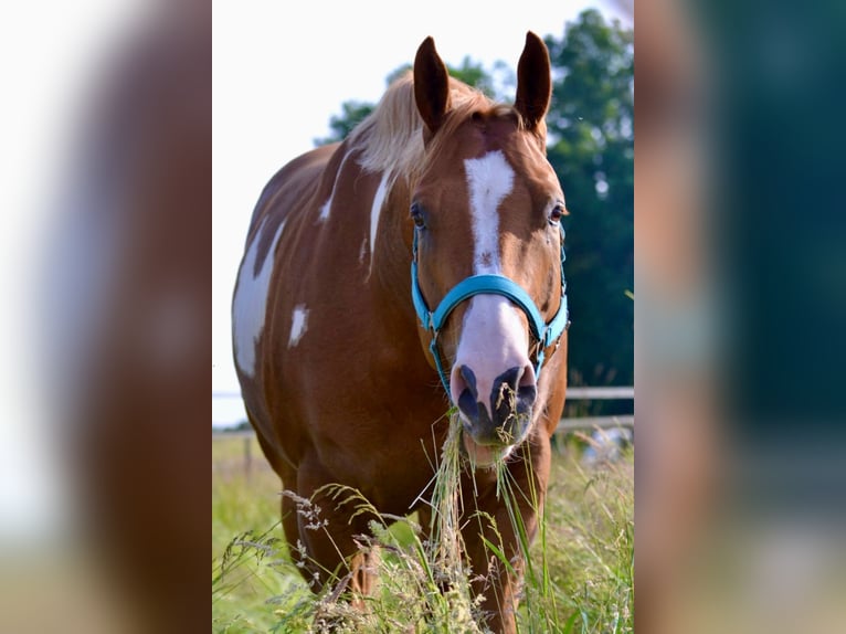 American Quarter Horse Castrone 9 Anni 161 cm Overo-tutti i colori in Langenzenn