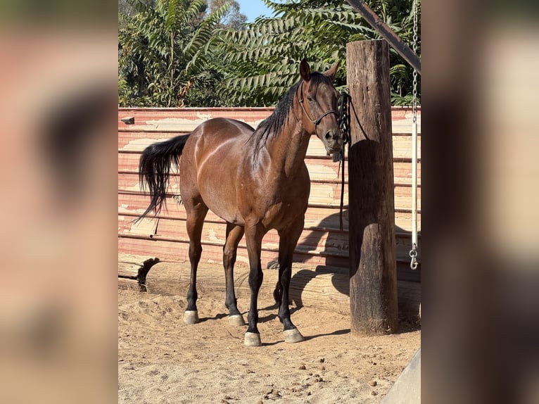 American Quarter Horse Castrone 9 Anni 163 cm Baio ciliegia in Norco
