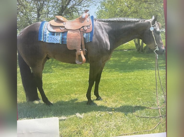 American Quarter Horse Castrone 9 Anni 163 cm Baio ciliegia in Louisville KY