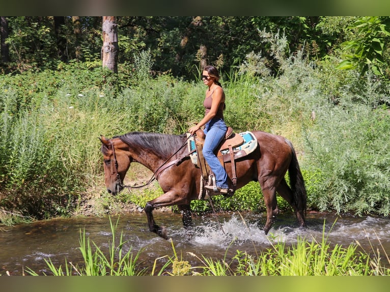 American Quarter Horse Castrone 9 Anni 163 cm Baio roano in Pleasant Grove CA