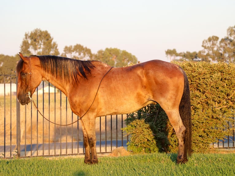 American Quarter Horse Castrone 9 Anni 163 cm Baio roano in Pleasant Grove CA