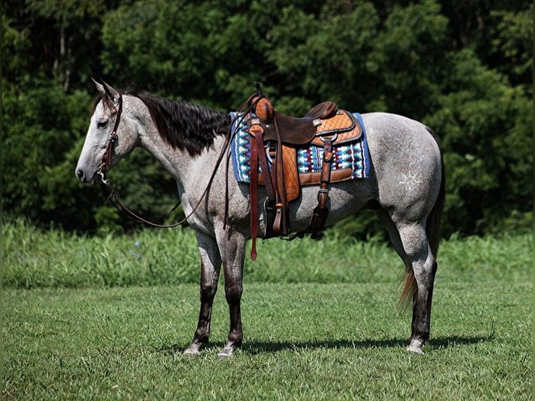 American Quarter Horse Castrone 9 Anni 163 cm Grigio in Mount Vernon