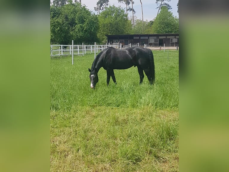 American Quarter Horse Castrone 9 Anni 163 cm Morello in Lorsch