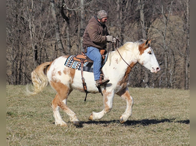 American Quarter Horse Castrone 9 Anni 163 cm Overo-tutti i colori in Mount vernon KY