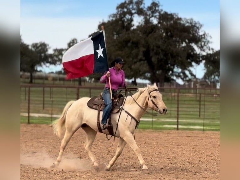 American Quarter Horse Castrone 9 Anni 163 cm Palomino in Wetherford TX