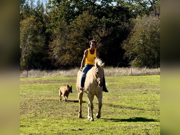 American Quarter Horse Castrone 9 Anni 163 cm Palomino in Wetherford TX