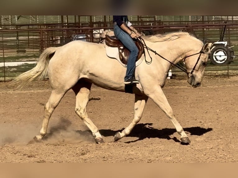 American Quarter Horse Castrone 9 Anni 163 cm Palomino in Wetherford TX