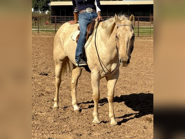 American Quarter Horse Castrone 9 Anni 163 cm Palomino in Wetherford TX