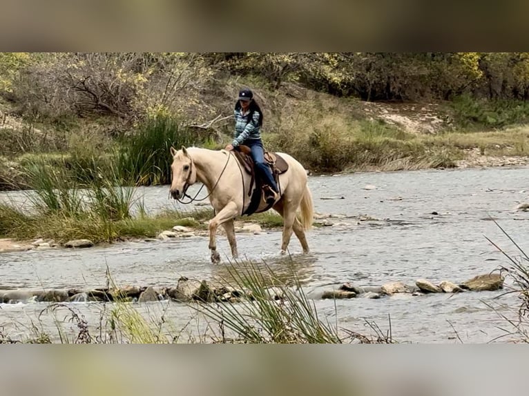 American Quarter Horse Castrone 9 Anni 163 cm Palomino in Wetherford TX