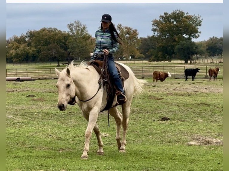 American Quarter Horse Castrone 9 Anni 163 cm Palomino in Wetherford TX