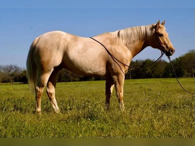 American Quarter Horse Castrone 9 Anni 163 cm Palomino in Wetherford TX