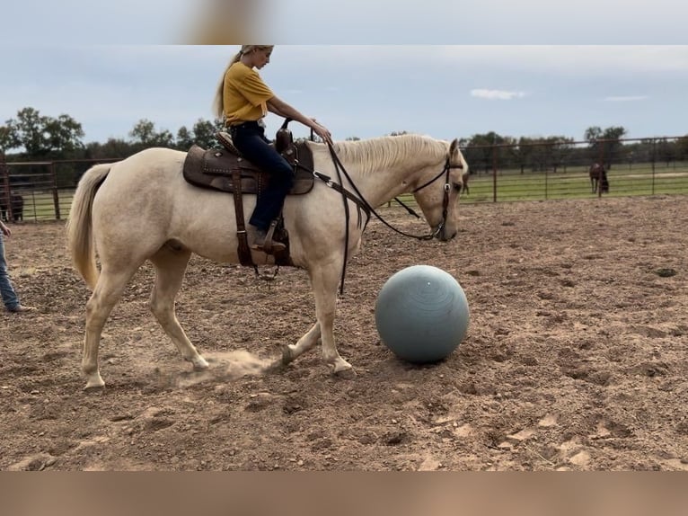 American Quarter Horse Castrone 9 Anni 163 cm Palomino in Wetherford TX