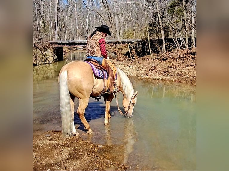 American Quarter Horse Castrone 9 Anni 163 cm Palomino in Robards, KY