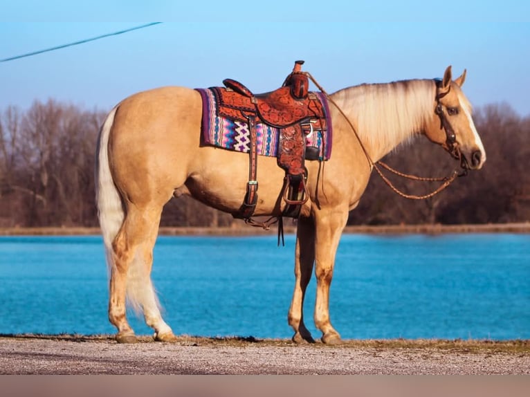 American Quarter Horse Castrone 9 Anni 163 cm Palomino in Robards, KY