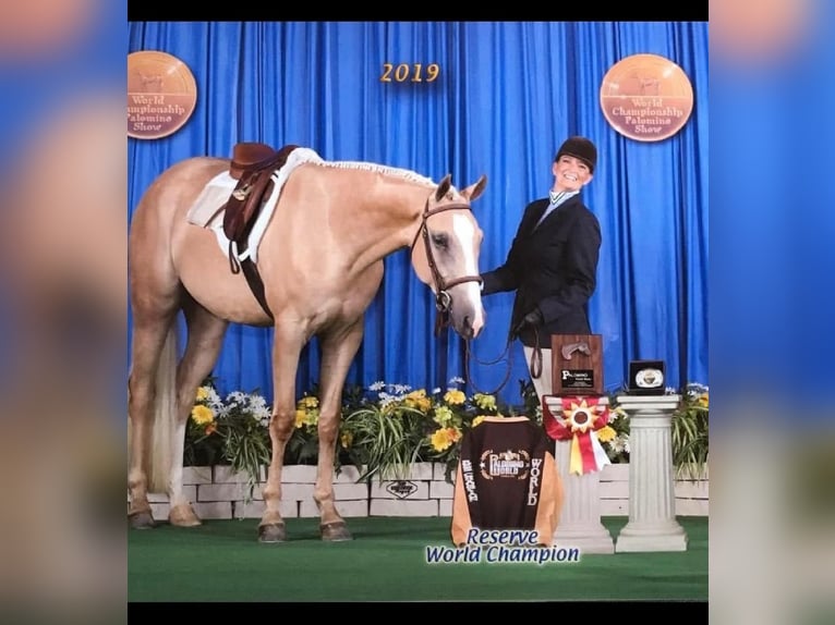 American Quarter Horse Castrone 9 Anni 163 cm Palomino in Robards, KY