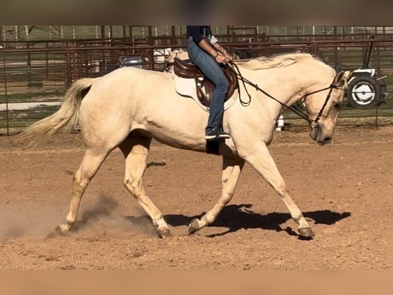 American Quarter Horse Castrone 9 Anni 163 cm Palomino in Weatherford, TX