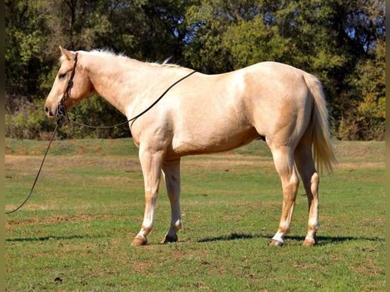 American Quarter Horse Castrone 9 Anni 163 cm Palomino in Weatherford, TX