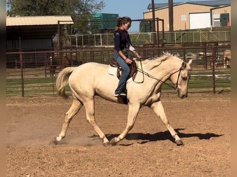 American Quarter Horse Castrone 9 Anni 163 cm Palomino in Weatherford, TX