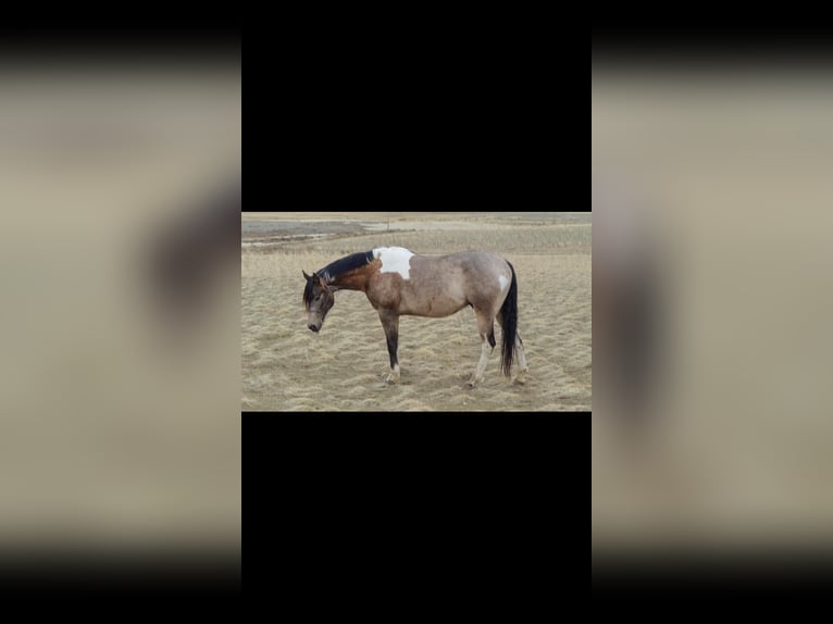 American Quarter Horse Castrone 9 Anni 163 cm Pelle di daino in Fort Collins CO