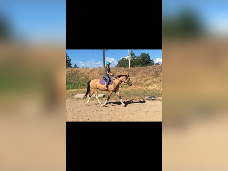 American Quarter Horse Castrone 9 Anni 163 cm Pelle di daino in Fort Collins CO