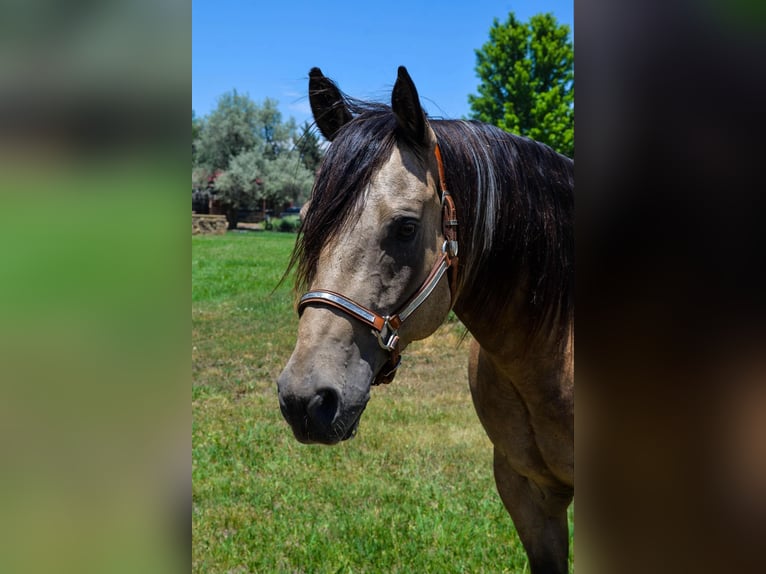 American Quarter Horse Castrone 9 Anni 163 cm Pelle di daino in Fort Collins CO