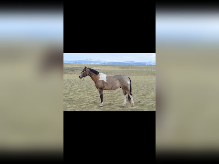 American Quarter Horse Castrone 9 Anni 163 cm Pelle di daino in Fort Collins CO