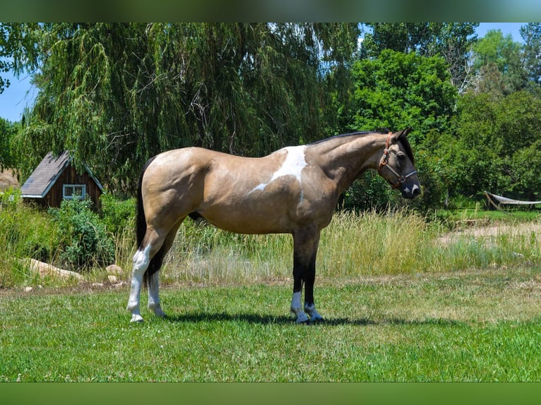 American Quarter Horse Castrone 9 Anni 163 cm Pelle di daino in Fort Collins CO