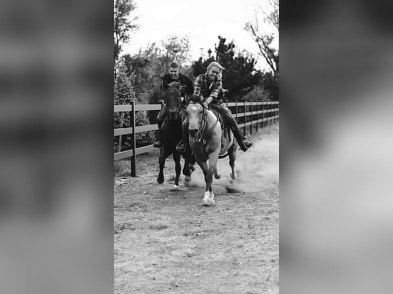 American Quarter Horse Castrone 9 Anni 163 cm Pelle di daino in Fort Collins CO