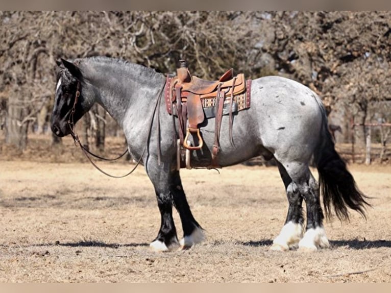 American Quarter Horse Castrone 9 Anni 163 cm Roano blu in Joshua TX