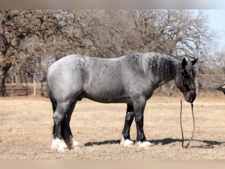 American Quarter Horse Castrone 9 Anni 163 cm Roano blu in Joshua TX