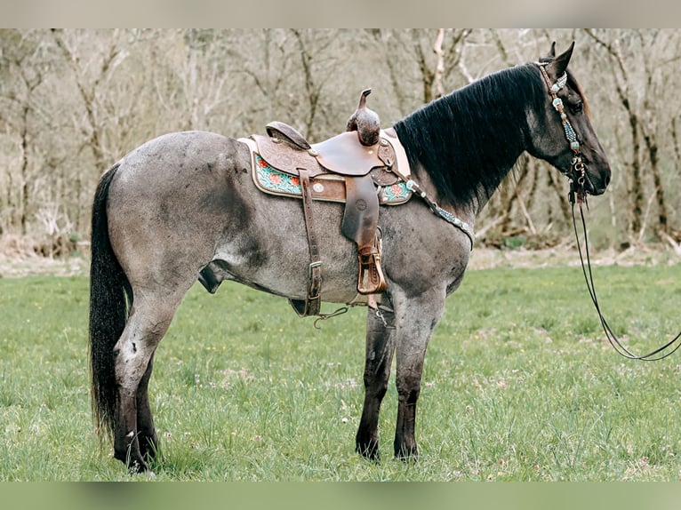 American Quarter Horse Castrone 9 Anni 163 cm Roano blu in Tilton, KY