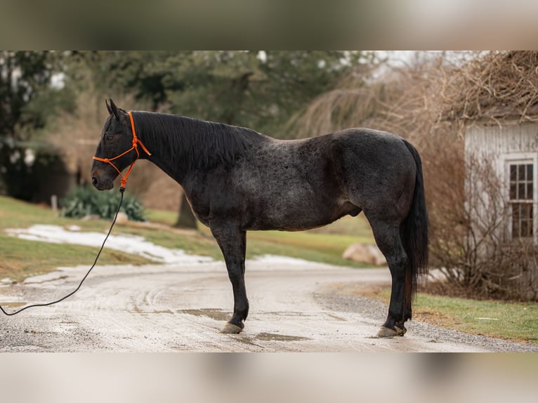 American Quarter Horse Castrone 9 Anni 163 cm Roano blu in Fredericksburg, OH