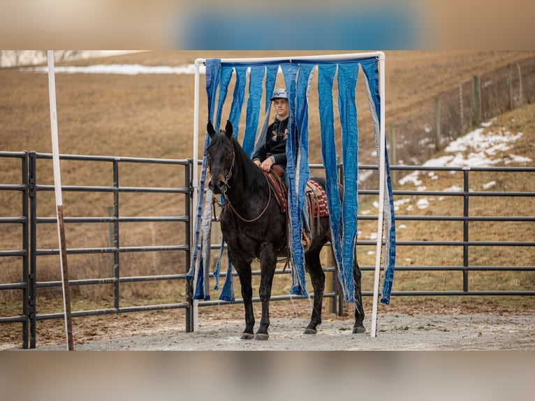 American Quarter Horse Castrone 9 Anni 163 cm Roano blu in Fredericksburg, OH