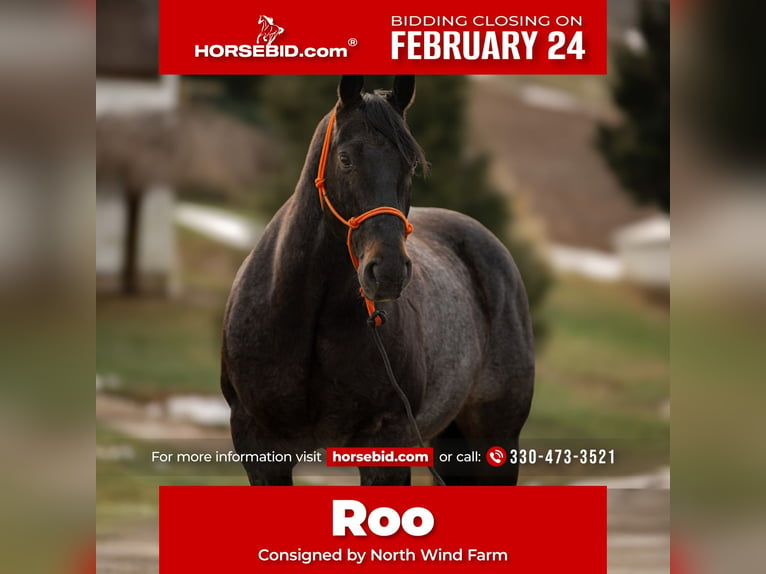 American Quarter Horse Castrone 9 Anni 163 cm Roano blu in Fredericksburg, OH