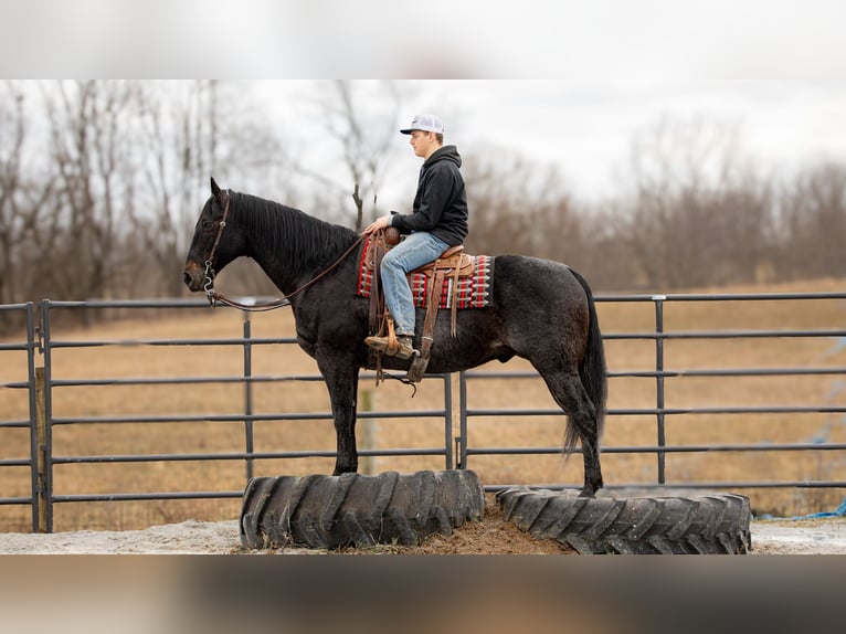 American Quarter Horse Castrone 9 Anni 163 cm Roano blu in Fredericksburg, OH